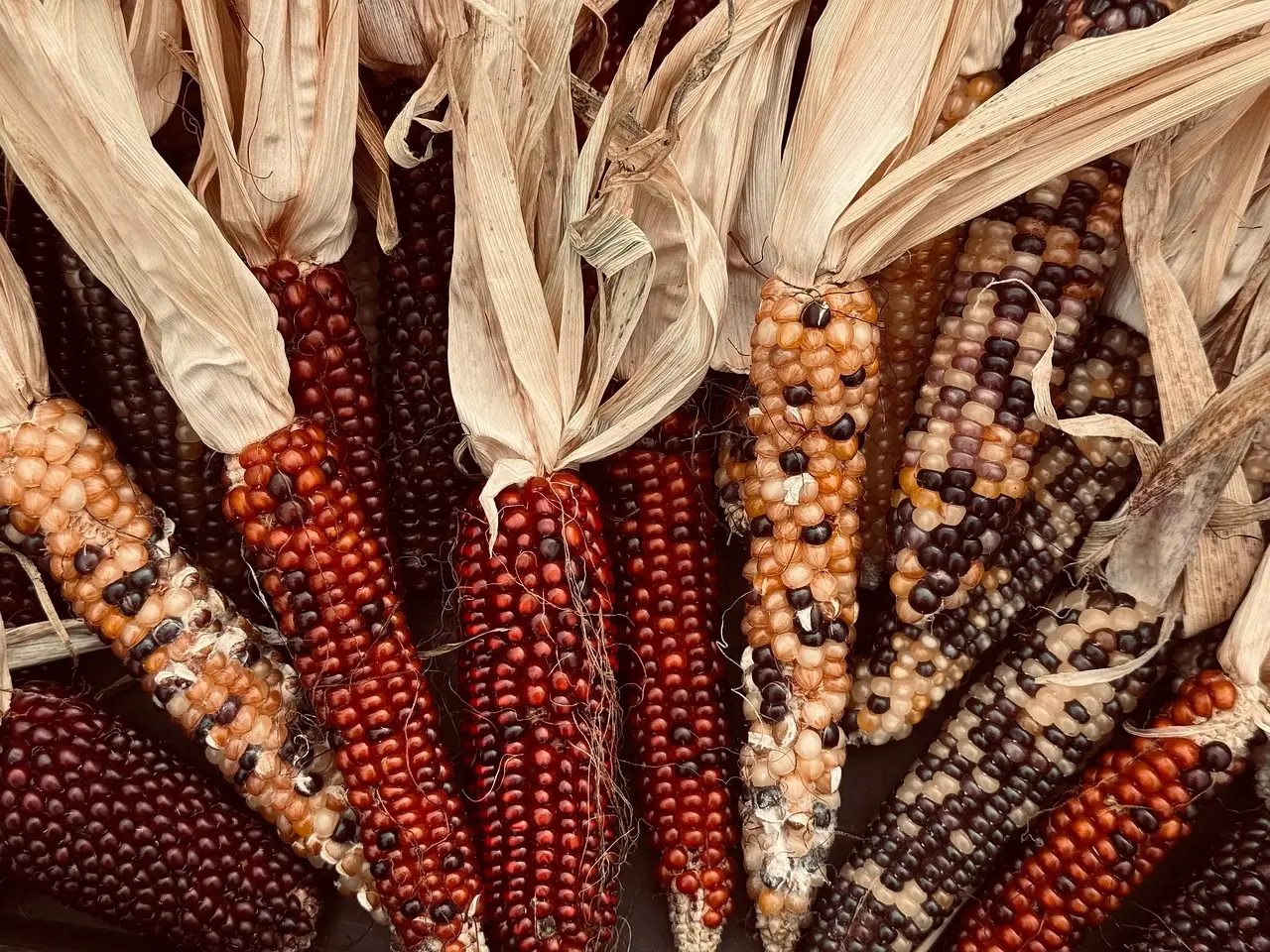 Corn and soybeans rally as export demand reshapes U.S. grain markets this week - AgroLatam