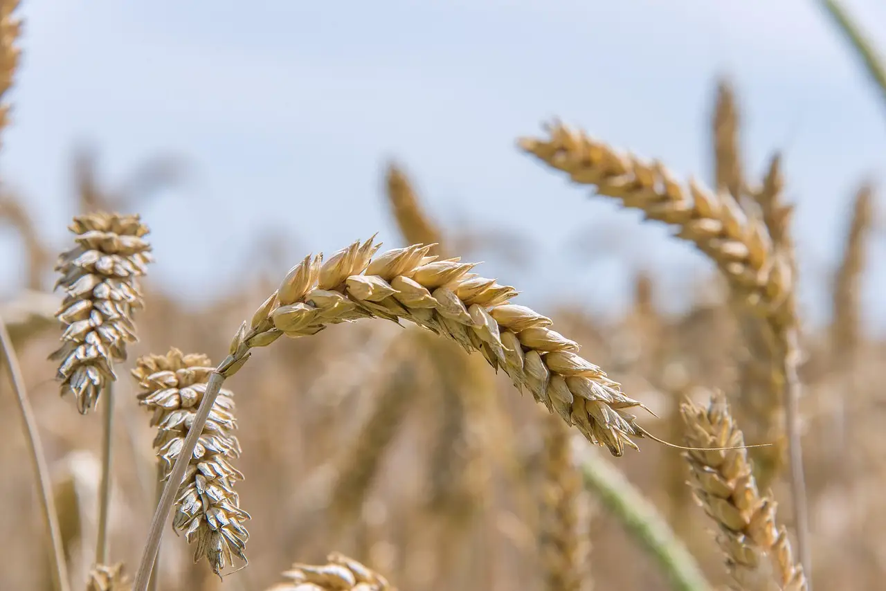 Ukraine's Black Sea Grain Crisis Threatens to Shake Up U.S. Wheat and Corn Markets - AgroLatam