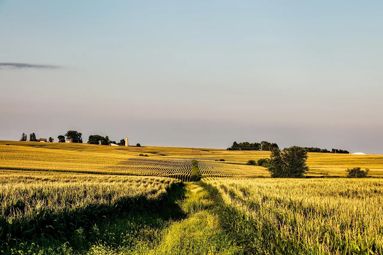USDA Grain Bids Mixed Across Midwest and Gulf in October 2026 - News and Statistics - IndexBox