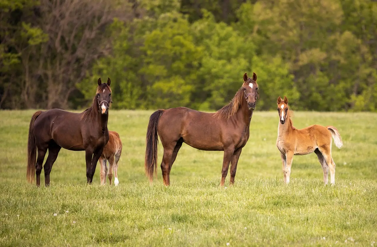 What farm bill expiration means for family farmers