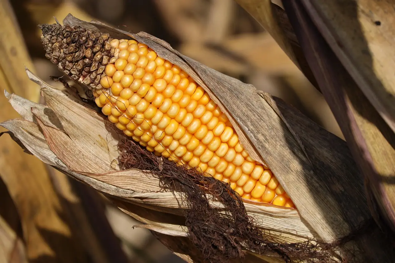 Crop Progress: Corn quality shifts 2 points higher